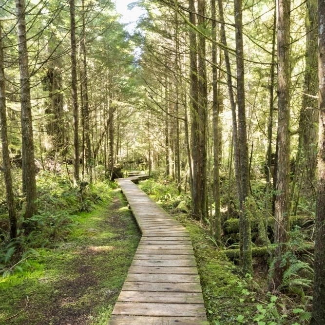 Forest walk Pacific Rim National Park Ванкувер-Айленд Британская Колумбия Канада постер печать