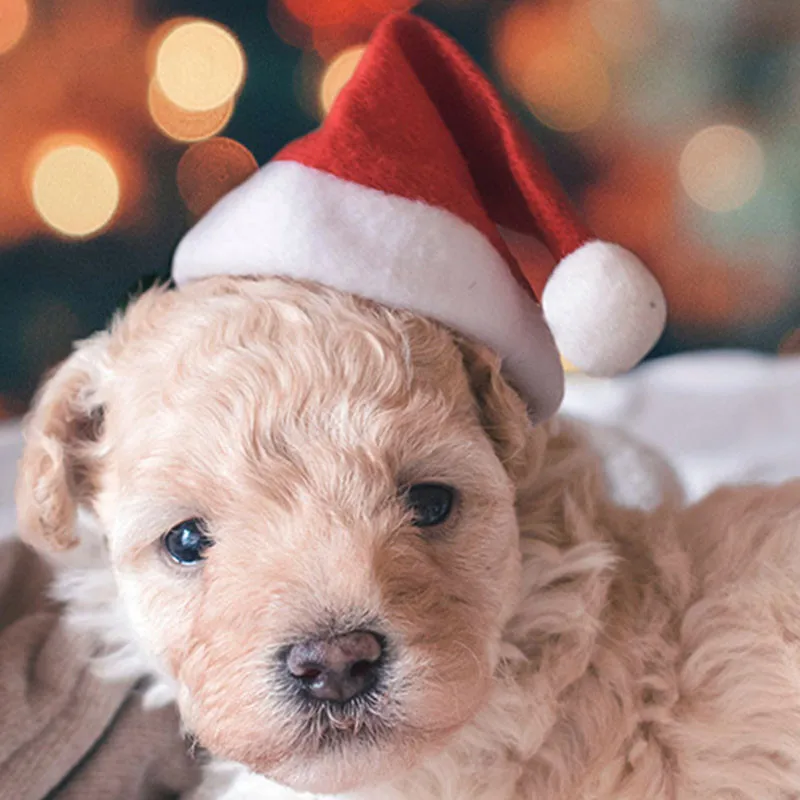 Новый рождественский собака шапка с помпоном Новогоднее украшение Pet