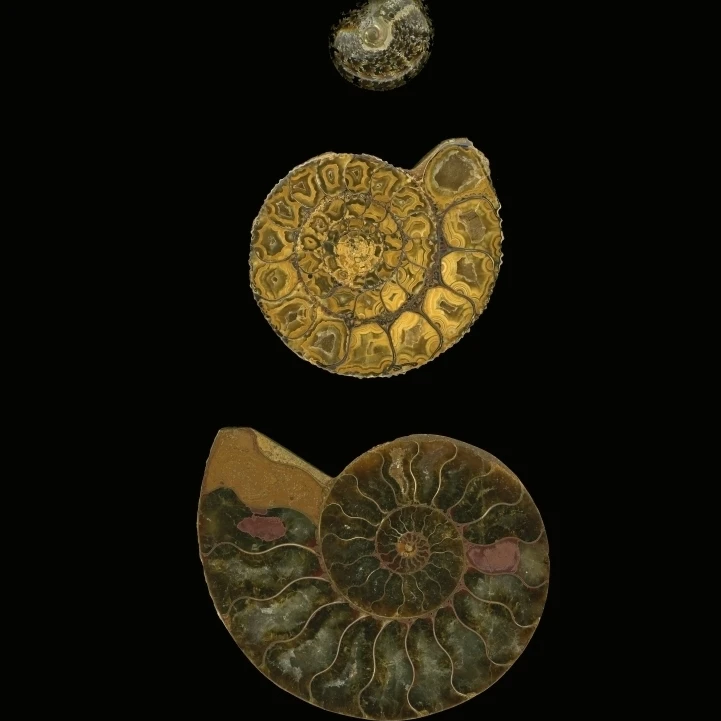 Окаменелые морские ракушки (Наутилус) плакат печать (12x17)|Таблички и знаки| |