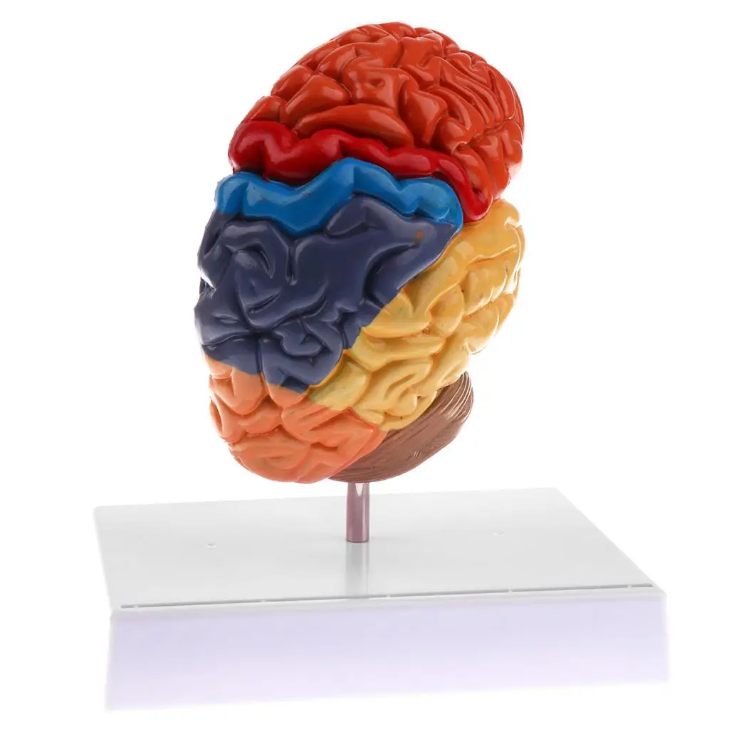 

Human Left anatomical Brain Structure Pathology Model brain Anatomy skeleton medical skull Teaching tools