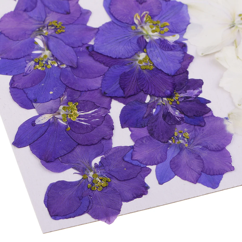 20 шт. прессованные цветы из натурального Delphinium сушеные для изготовления