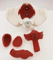 medical anatomical female pelvis model with removable organs muscle rehabilitation teaching resources