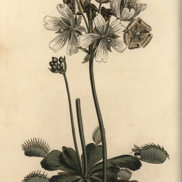 Венера Flytrap Dionaea Muscipula хищное растение плакат печать Florilegius Мэри Эванс