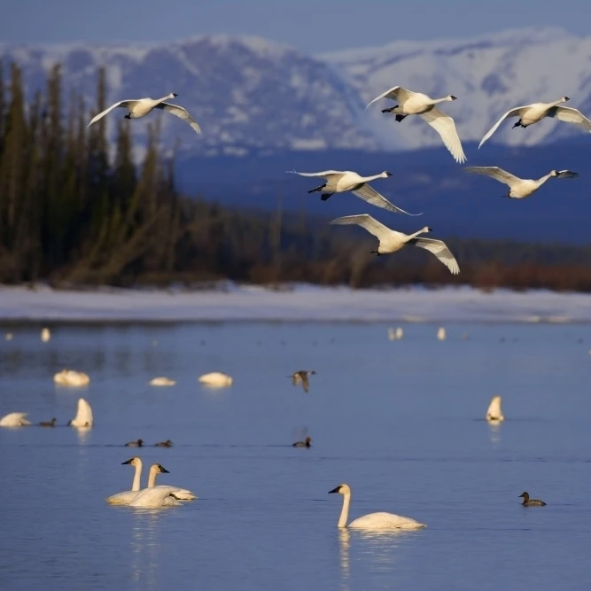 Трубач и Тундра Лебеди отдыхают @ Marsh Lake On Spring Migration North Through Yukon Territory Canada Composite
