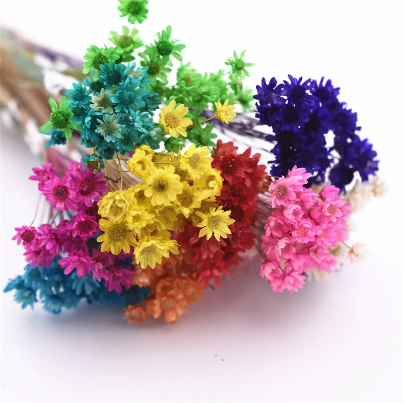 

30pieces cute Little Daisy Natural Dried Flowers Decorative Crafts glass globe filler for silicone mold jewelry findings diy