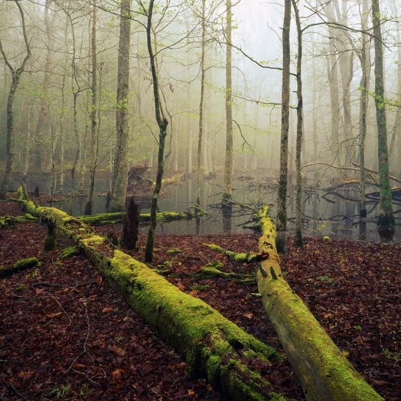 Упавшие деревья покрытые мхом болота с фильтром туман солнечный свет Cades Cove Great