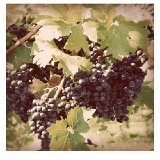 Винтаж виноград Vines II плакат печать Джейсон Джонсон (13x19)| |