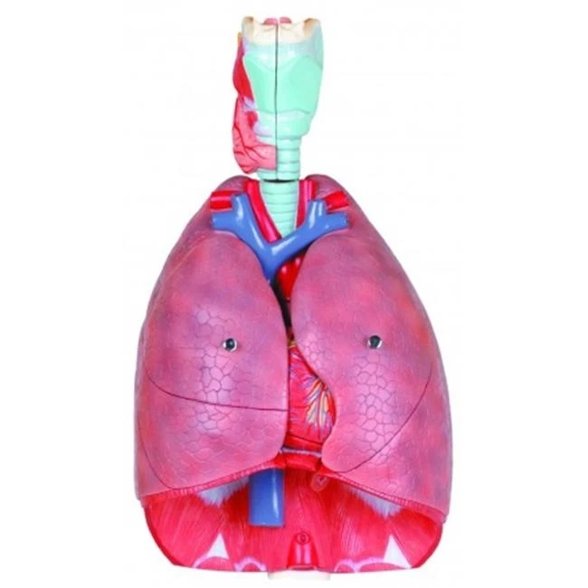 Vision Scientific VAR427 7 Parts Human Respiratory System |