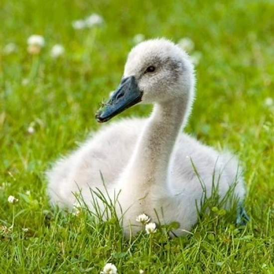 Mute swan cygnet Stanley Park Британская Колумбия постер печать пола Colangelo (17x26)|Таблички и