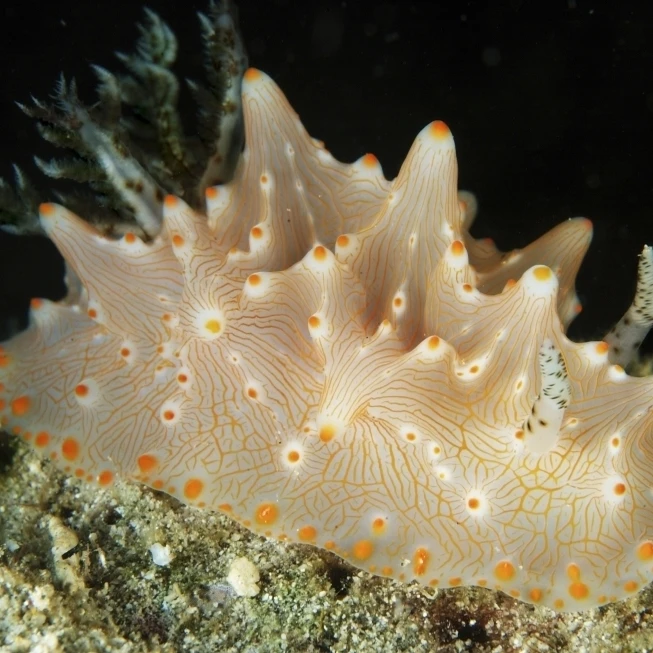Halgerda batangas оранжевый пятнистый nudibranch плакат печать (34x22)|Таблички и знаки| |