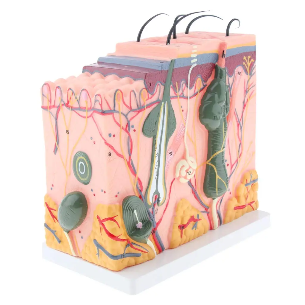 

Magnified 3D Human Skin Model Simulation Medical Anatomical Model for School Teaching Tool Learning Display Lab Supplies