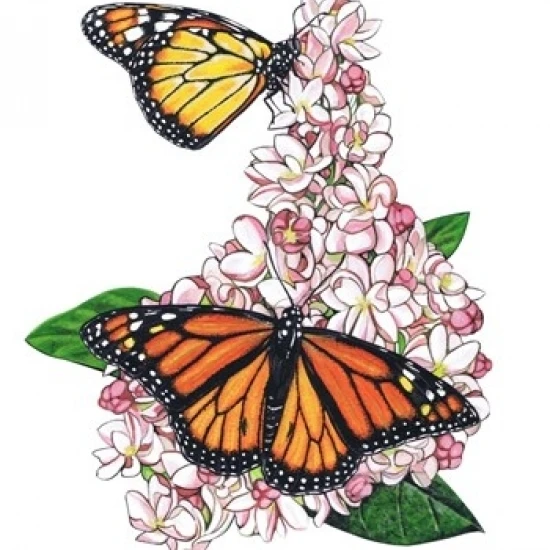 Monarch Butterfly-II постер печать Мэрилин баркхаус (18x23) | Дом и сад