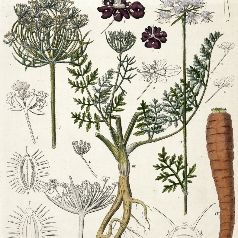 СЕМЕНА красной моркови &quotDaucus carota&quot морковь плакат печать Мэри Эванс музей