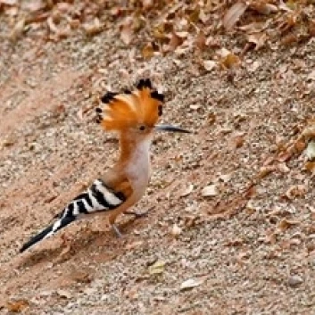 Мадагаскар. Мадагаскар Hoopoe эндемический птица плакат печать Чарльза слейхера