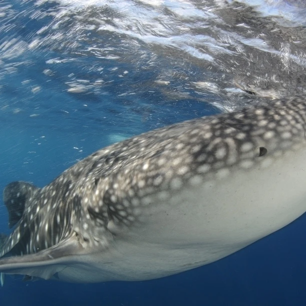 Китовая акула Кормление Под Рыбалка платформа Западная Папуа плакат печать