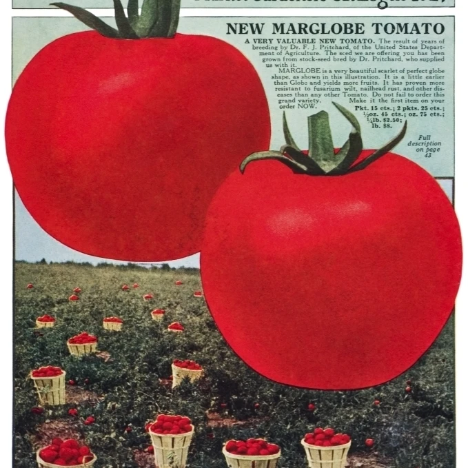Исторический каталог семян Шелла с иллюстрацией помидоров Marglobe из 20 века. Постер