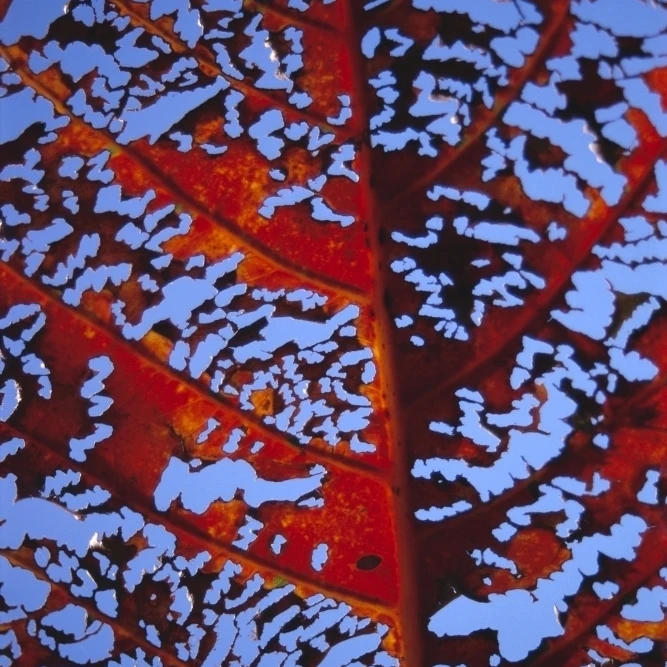 Экстремальный крупным планом иссуженный красный камани Дерево лист плакат