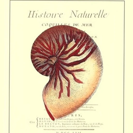 Плакат Coquilles De Mer I (13x19)|Таблички и знаки| |