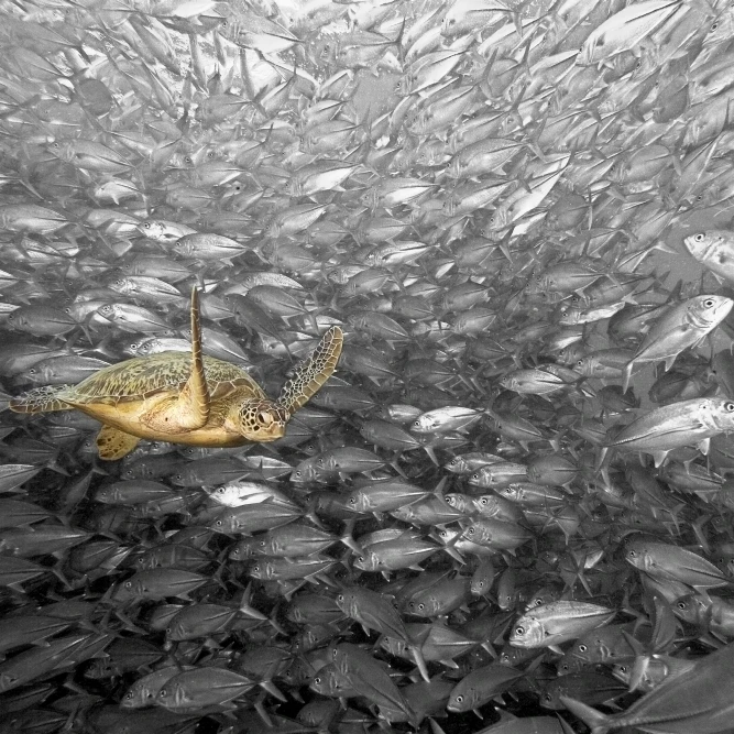 Малайзия Зеленая морская черепаха (челония МИДАС) и школьные домкраты сипидан