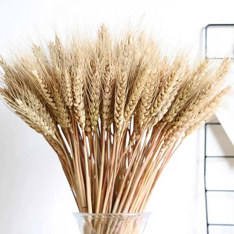 100pcs Hot Large Wheat Dried Flowers Garden Plants Natural Primary Colors Real For Wedding Party Decorations | Дом и сад