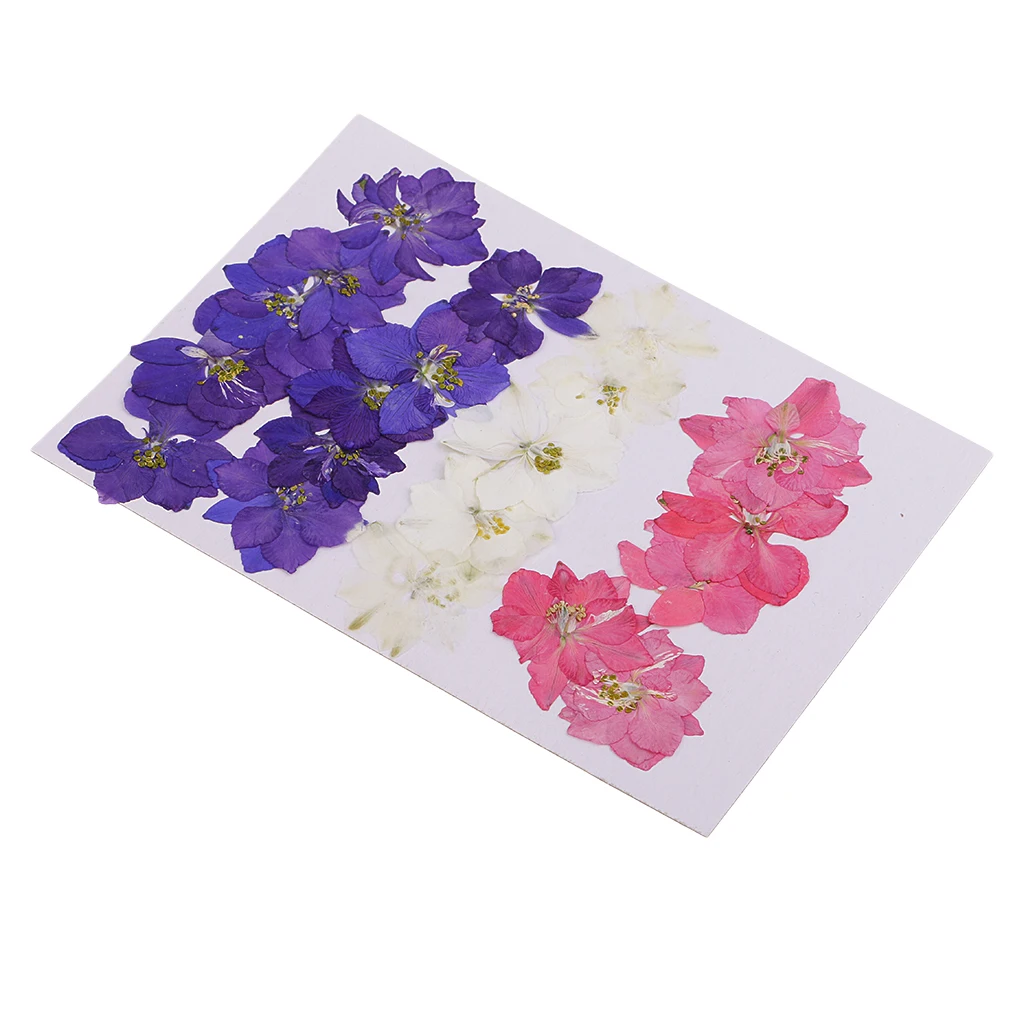 20 шт. прессованные цветы из натурального Delphinium сушеные для изготовления