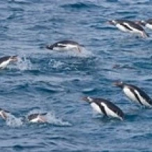 Южная Джорджия остров Gentoo Пингвины плакат печать Jaynes Gallery (47x19)|Таблички и знаки| |