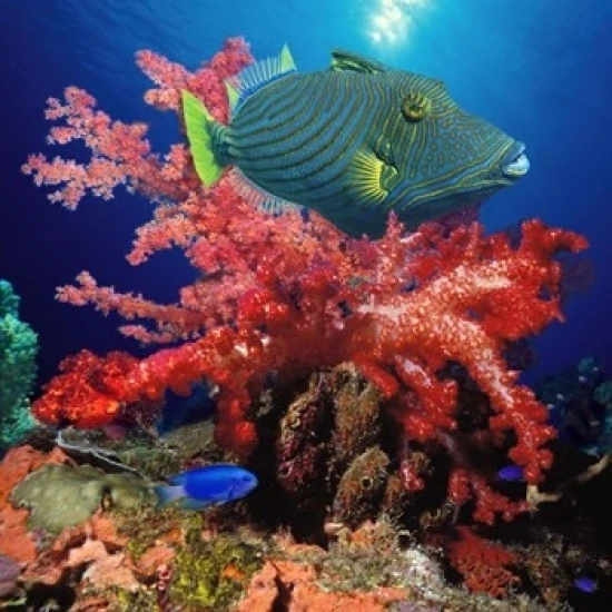 Оранжевая подкладка triggerfish (Balistapus undulatus) и мягкие кораллы в печати постер
