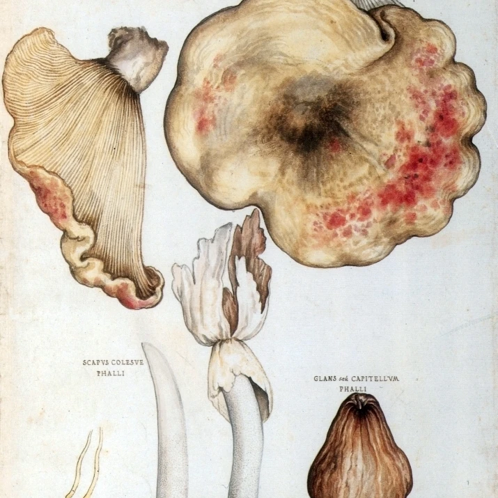 Печать плаката Fungi Stinkhorns от Science Source (18x24)|Таблички и знаки| |