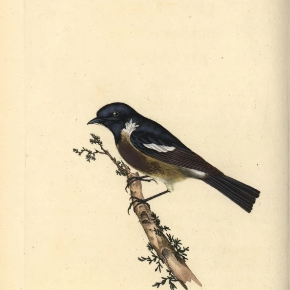 Stonechat Saxicola Rubicola постер печать Florilegius Мэри Эванс (18X24) | Дом и сад