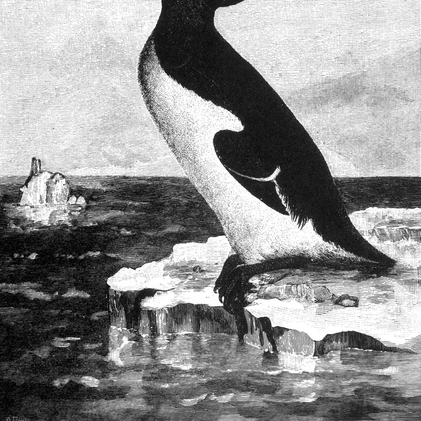Большой Auk вымерший Flightless птица плакат печати по науке источник (24x36)|Таблички и