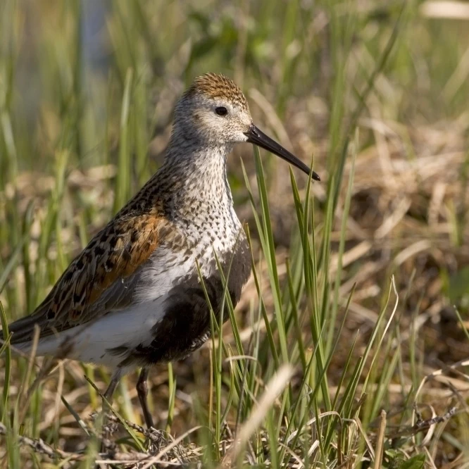 Dunlin стоящий в высокой травой на арктической тундре Северный склон Аляска летний