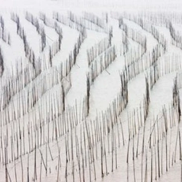 Сельское хозяйство бамбуковые палочки сушки морских водорослей Xiapu Китай Плакат