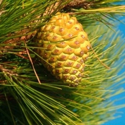 Сосновый конус в дереве Новая Зеландия плакат печать Уильяма Саттона (26x19)|Таблички и знаки| |