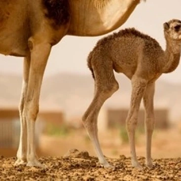 Mauritania Guelb Jmel Little dromedary at the well Poster Print by Aldo Pavan (24x15)|Таблички и знаки| |