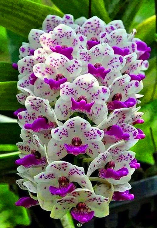 Новое поступление! 100 шт. Орхидея cymbidium орхидеи Цимбидиум flores бонсай растения