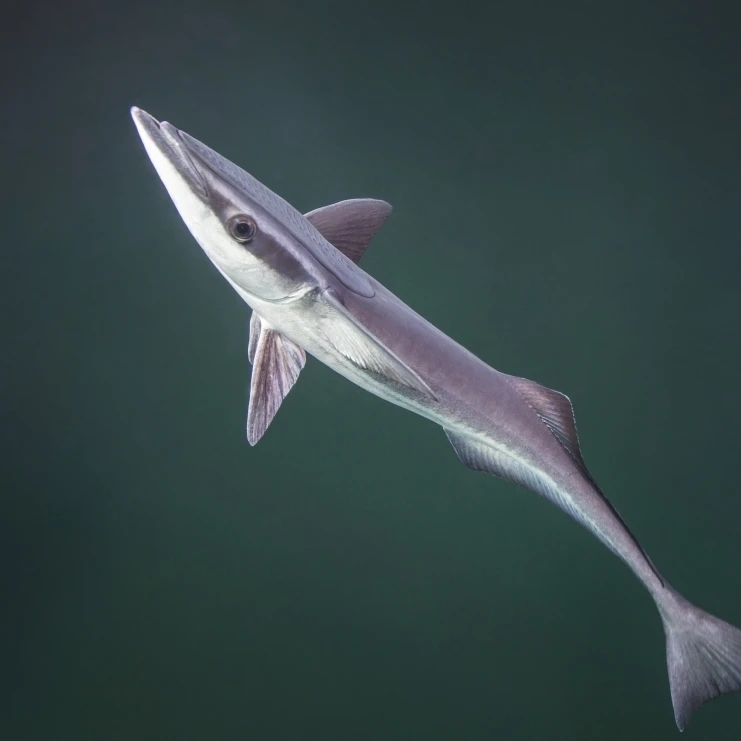 A remora fish swims ища для размещения плаката (32x24)|Таблички и знаки| |