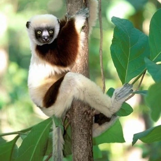 Coquerel's Sifaka Западный сухой лес Мадагаскар плакат печать Пита Оксфорд