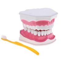 2x pvc material large human teeth model with toothbrush teeth dentist classroom lab teaching tools student educational toys