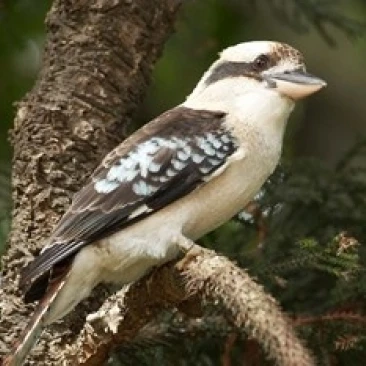 Смеющийся Kookaburra Сидней Новый Южный Уэльс Австралийский постер печать Дэвид Уолл