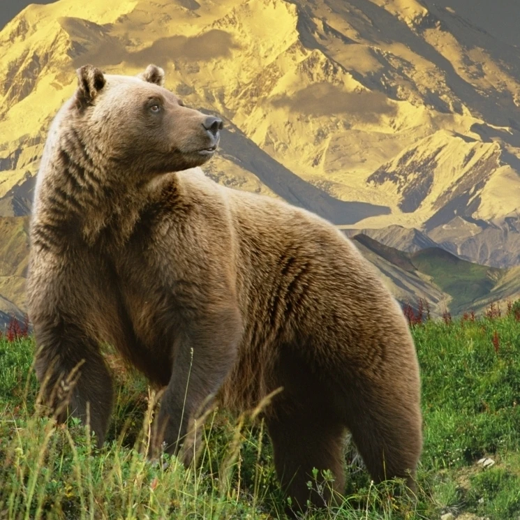 Композитный гризли стоит на тундре с Mt. Mckinley фоне Аляски композитный плакат