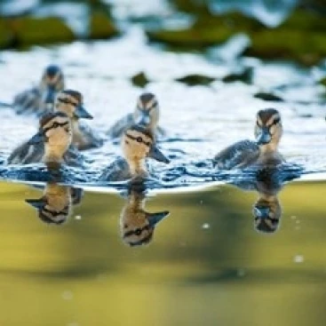 Mallard ducklings Stanley Park Британская Колумбия постер печать пола Colangelo (26x18)|Таблички и