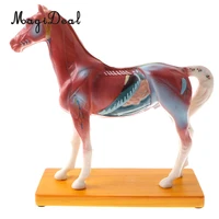 pvc material 114 acupuncture points horse anatomical model educative learning aid lab equipment school teaching tool toy