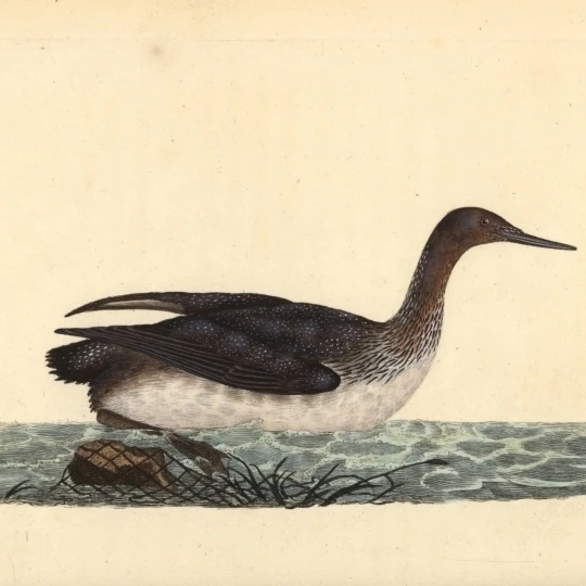 Красный Throated Loon или Diver Gavia Stellata плакат печать Florilegius Мэри Эванс (36X24)| |