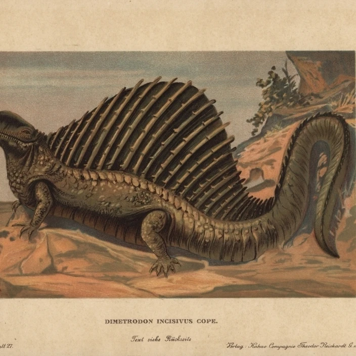 Dimetrodon Extinct Predatory Synapsid Genus Of The Permian постер печать Florilegius Mary Evans (36X24) | Дом и сад