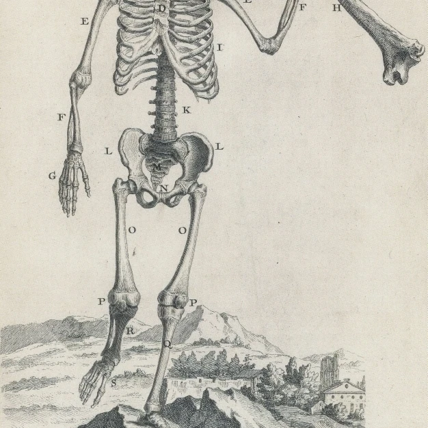 Osteographhia 1733 постер печать по науке источник (24x36)|Таблички и знаки| |