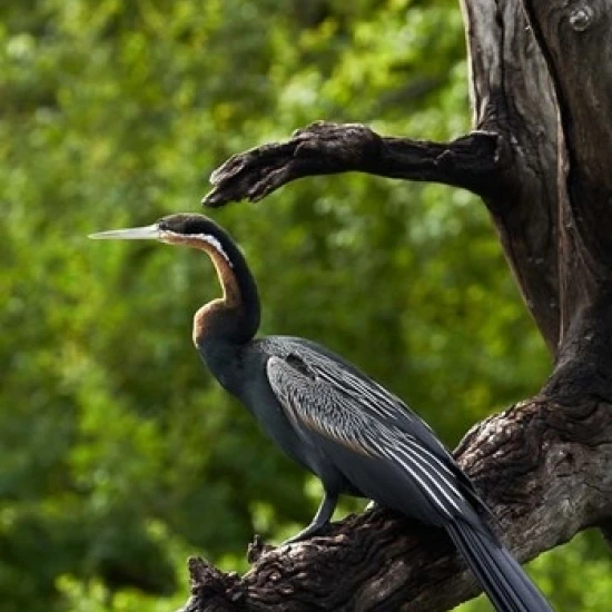 Африканский Darter perched Chobe NP Kasane Ботсвана Африка плакат печать Дэвида Уолл (24x35) | Дом