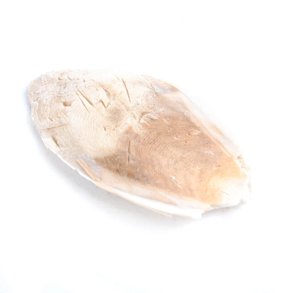 Кормление домашних животных жевательные принадлежности Каракатица кость для