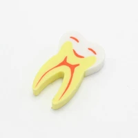 50pcsbag molar shaped tooth rubber erasers dentist dental clinic school great gift