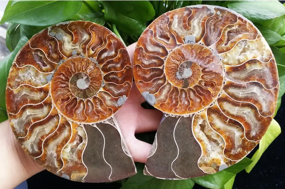 1Pair Half Cut Ammonite Shell Jurrassic Fossil Specimen Madagascar (XA6133) | Дом и сад