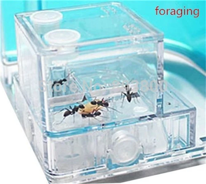 Ant Farm AntWorks Космической Эры Гель Семинар Природа Дети Образовательных Лабиринт